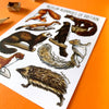 Alexia Claire | Mammals of Britain | Postcard | Conscious Craft